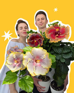 Статистика Дзен Хибиблум | Hibibloom | Гибискусы🌺