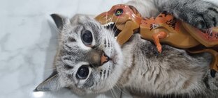 Дзен праздники, идеи, реквизит статистика