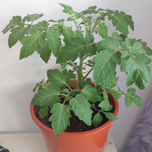 Дзен Триолушка на завалинке статистика