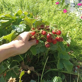 Статистика Дзен Клубничный виноград! Strawberry grape!