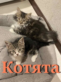 Котята