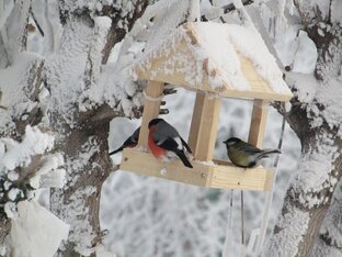 ПТИЧКИНА СТОЛОВАЯ