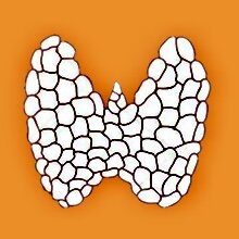 Щитовидная железа