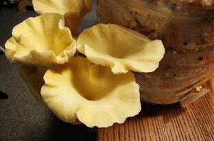 Домашние грибы