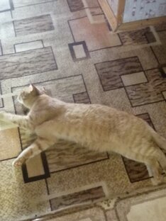 Мой любимый кот 