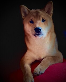 Щенок Сиба ину ищет любящий дом