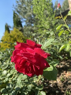 Обычная красота!