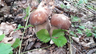 Ответы на вопросы