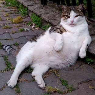 Живность