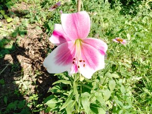 Триостарты