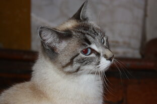 Котики🐈💖