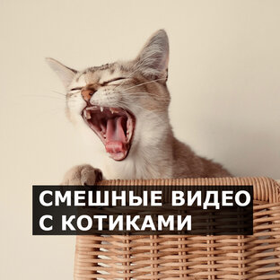 Смешные видео с котиками