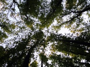 сочиняю в рифму