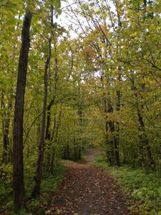 Мои прогулки