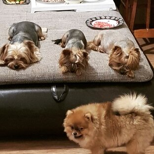 Весёлая команда