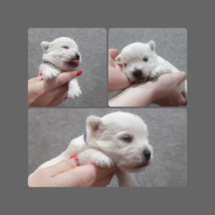 Щенки май 2023