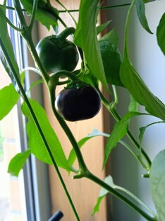 растим на балконе