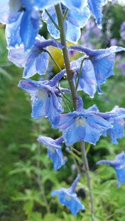 Природолюбование