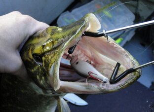 Мои приманки