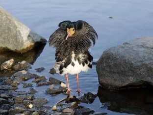 Видео про птиц
