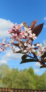 Фигурное катание