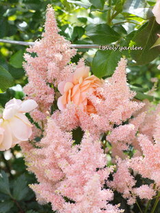 Многолетники