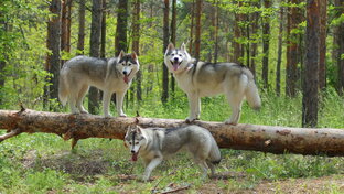 Гуляем вместе