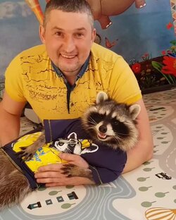 Как в семье появился енот