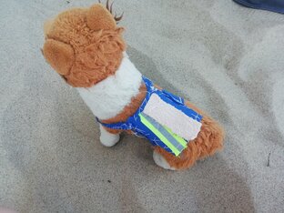 Бордер колли