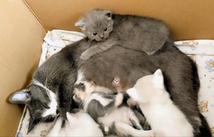 Дымка-2 и котята