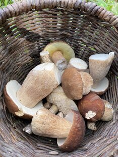 Небольшая прогулка по лесу принесла очередной трофей. 