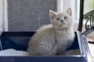 Приучение кошки к лотку