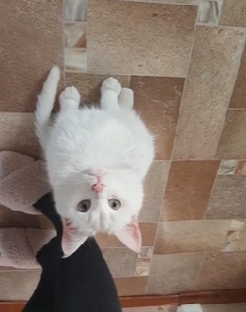 Уф! Котики мои