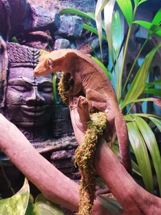 Террариумистика