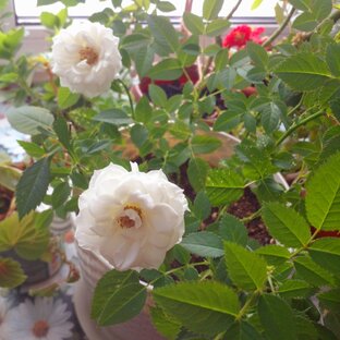 Цветы. Лес. Природа. Флора и фауна. Птицы. Растения