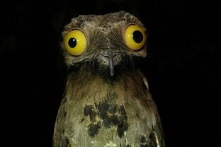 Необычные птицы