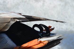 Охота "по перу"