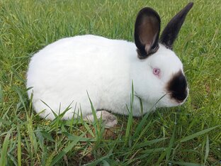 Про ушастых