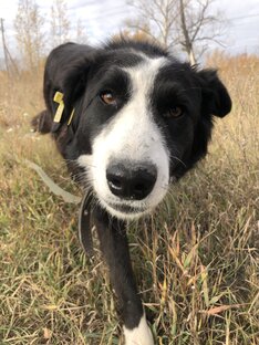 Им нужен тёплый дом и любовь!