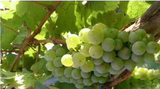 Виноград