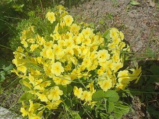 Травы для здоровья 