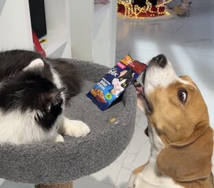 Шерлок против кот