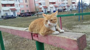 Рыжик и я. Выгул кота на поводке