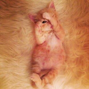 Братья наши меньшие