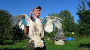 Все про индюков