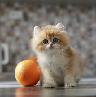 Котята нашего питомника MyFluffy