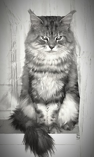 Моя пушистая семья 😻🐾