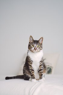 PRO кошек
