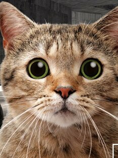 Котики