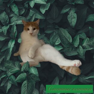 Наши веселые и забавные котики 🐈‍⬛ 🐈 